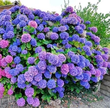 150+ Perennial Mixed Color Hydrangea Seeds for Planting- Non-GMO Heirloom Seeds 