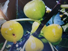 Lattarula Honey Fig (Italian Honey) Fig Tree Seeds 200 Plus Seeds