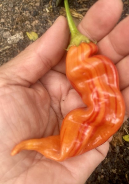 Striped Sugar Rush Peach Chili Seeds (only Seeds!)