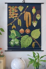 VINTAGE | SCHULWANDKARTE HASELNUSS HAZELNUT JUNG  QUENTELL | SCHOOL WALL CHART