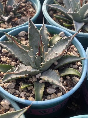 RareSucculent plant Agave utahensis Garden plants Décor Boutique 8-9CM