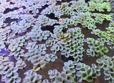 Salvinia Minima Cucullata Velvet Spangles Live Floating Aquatic Plants