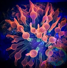 SAF~”WYSIWYG” 3+ In Rainbow Bubble Tip Anemone, Rose Tentacles, Live Coral, BTA