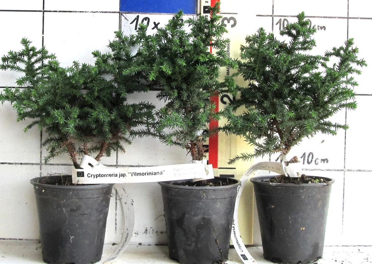 Sicheltanne in Bonsai-Bume online kaufen | eBay.de