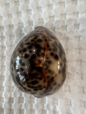 Cypraea tigris schilderiana- HAWAII LARGE 65mm