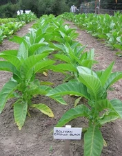 1000 Bolivian Criollo Black Tobacco Seeds ~ Heirloom Dark ~ Heavy Producer