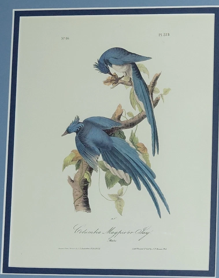 美丽的带框奥杜邦“哥伦比亚杰伊”美国鸟类印刷编号 46-PL 229 — 第 3/4 张图片