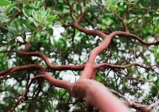 Austin Griffiths Manzanita Tree, Landscape Focal Point,Pre-Bonsai, Native Garden