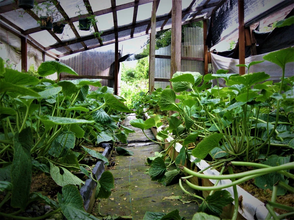 japanese wasabi plantlets for growing, 6 count - Image 2 of 4