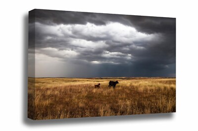 Cow Canvas: Oklahoma Calf Stormy Sky Prairie Western Great Plains Wall Art