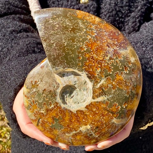 2.5LB Rare natural conch minerals | Marine collectibles | Beach decorations - 第 4/12 張圖片