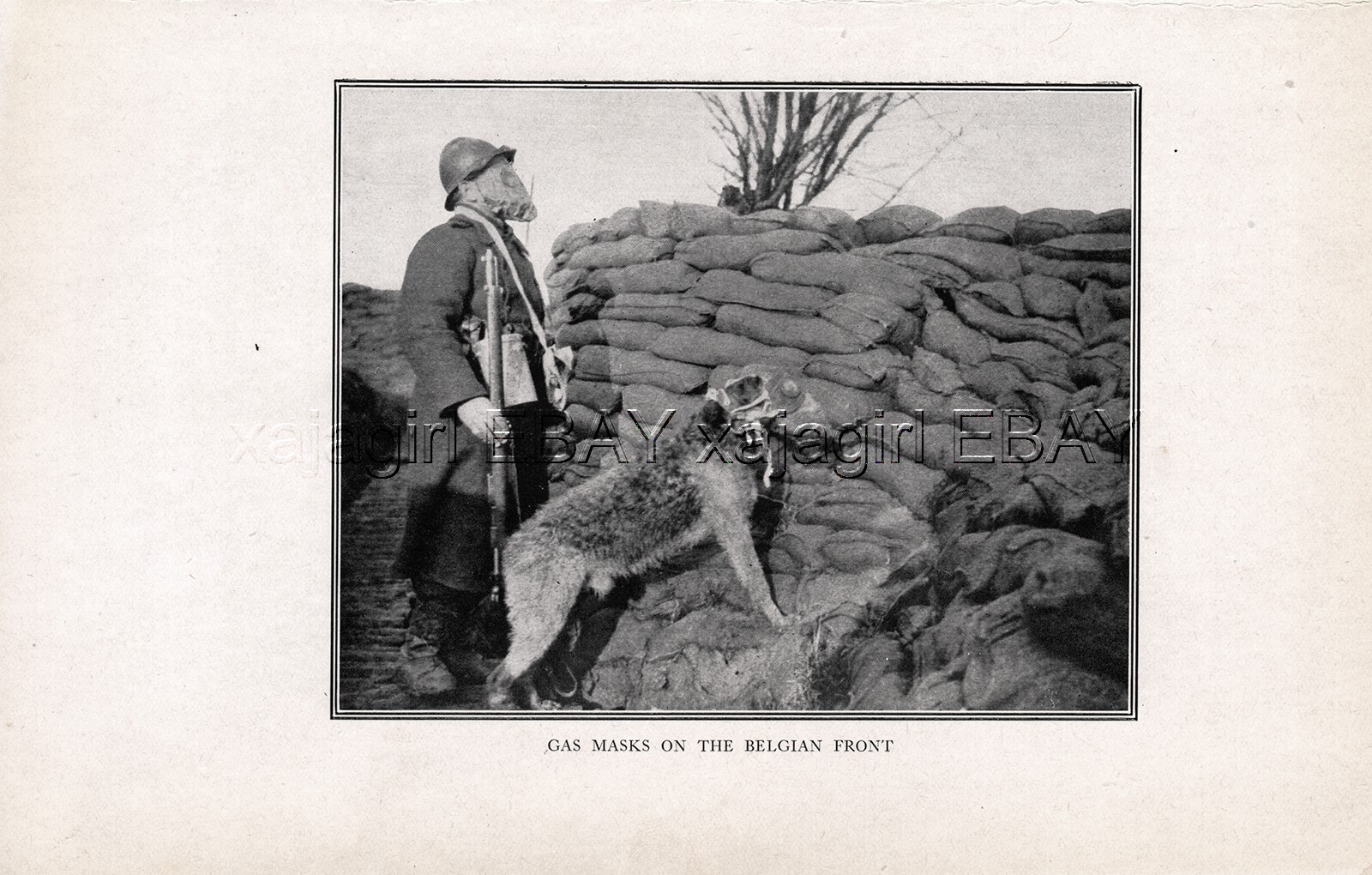DOG Airedale Terrier War Dog Wears Gas Mask in Trench Battlefield