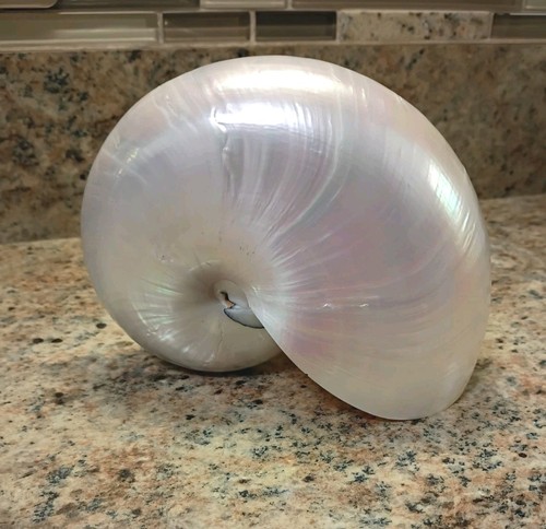 Vintage Large Pearlized Chambered Nautilus Seashell Natural Polished Approx 7”