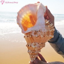 Caracola Conchas Regalo Hogar Adorno Natural Tutufa Rubeta Coral Caracol Mar 22-23cm