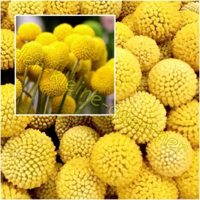 TROMMELSTCKCHEN CRASPEDIA GLOBOSA DRUMSTICK TROMMELSTOCK 100 SAMEN |  eBay.de