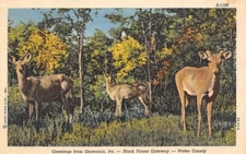 Deer Greetings from Germania Black Forest Gateway Potter Co