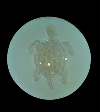Handmade Crystal Turtle Mold For Resin