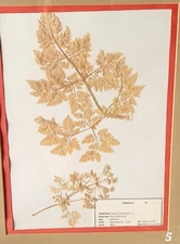 pressed leaves from 1976