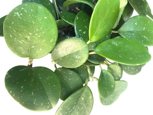 Hoya Obovata cutting 2-3 inch long, 1 cuttings per order- Obovata Splash Cutting - Image 4 of 4