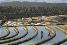 INDONESIA BALI BEAUTIFUL RICE TERRACE