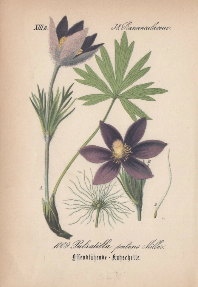 Finger-Kuhschelle Stern-Kuhschelle (Pulsatilla patens) Chromo-Lithographie 1882 - Bild 1 von 1