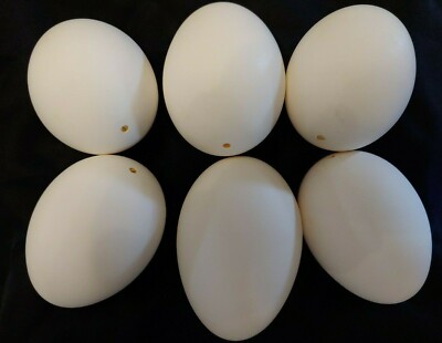 12 Empty Blown Goose Eggs White Shell Pysanky Easter One Hole Free Shipping!