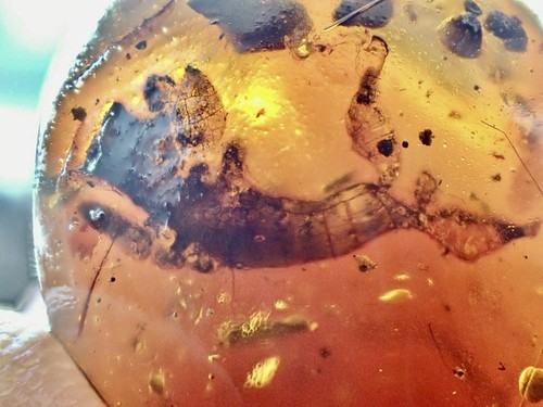99MYO GINSENG / MANDRAKE ROOT Burmite Amber Fossil Insect DINOSAUR AGE Plant - Bild 8 von 10
