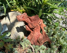 Large Natural Manzanita Driftwood 9" Aquarium Reptile Terrarium Home Decor