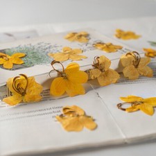 24X Cassia Seed Orange Flower Floral Plant Specimen DIY Embossed