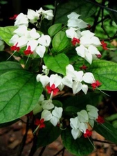 25 White Red Bleeding Heart Seeds Flowers Perennial Flower Seed 313 US SELLER