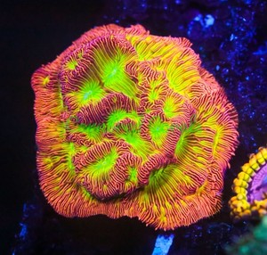 Cornbred Presents Jason Fox's Lethal Lepto - Frag - LIVE CORAL