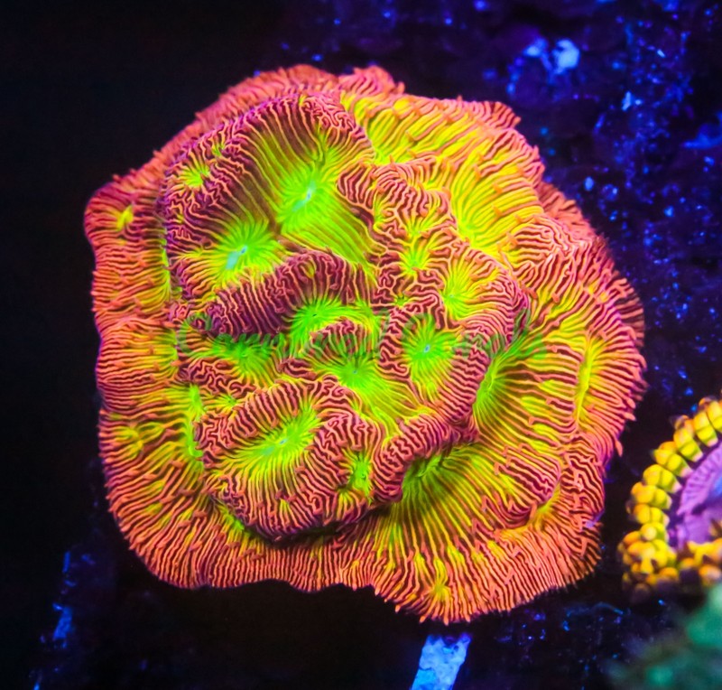 Cornbred Presents Jason Fox's Lethal Lepto - Frag - LIVE CORAL