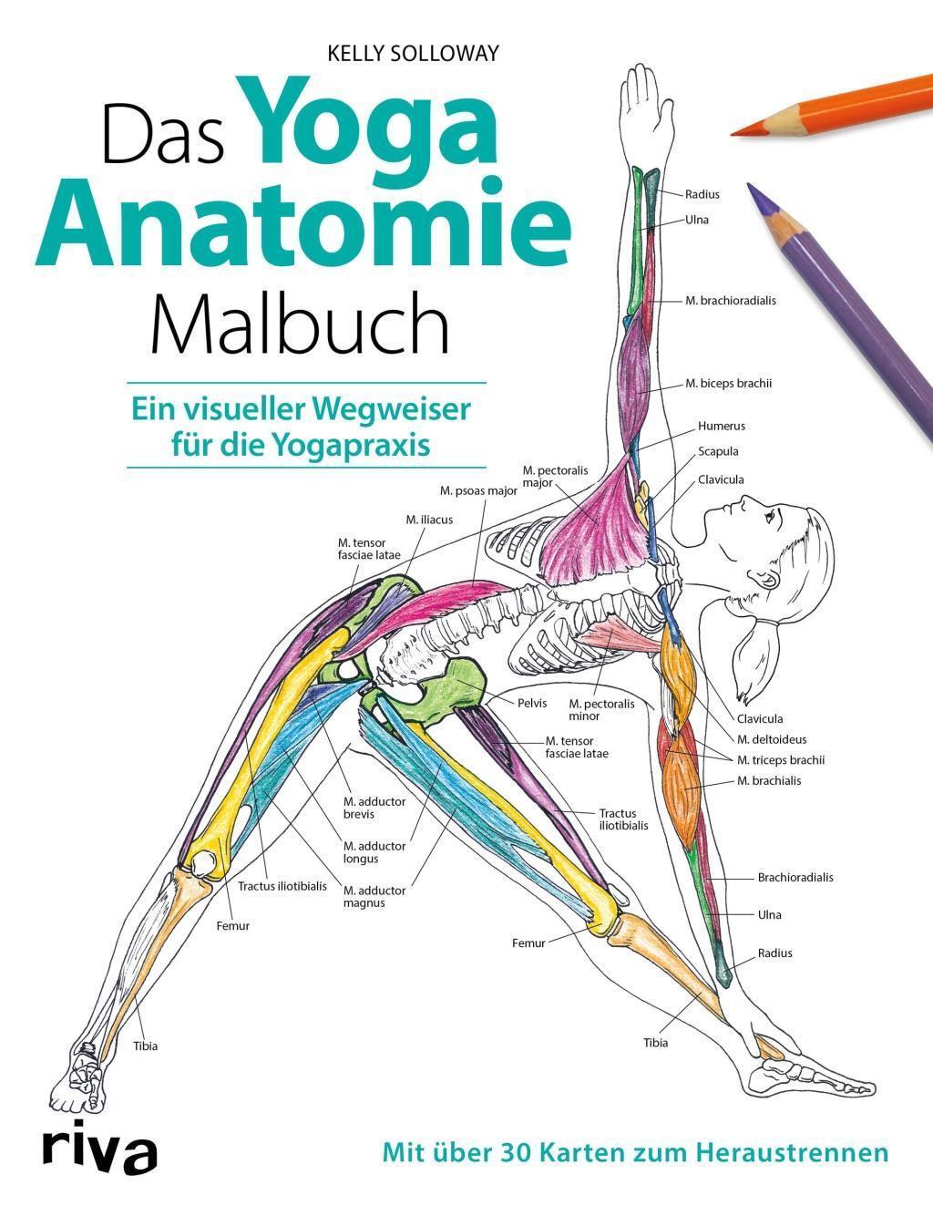 Thumbnail - Kelly Solloway Das Yoga-anatomie-malbuch