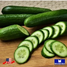140+ Cucumber Seeds Spacemaster 80 - Non-GMO Heirloom BOGO 50% OFF