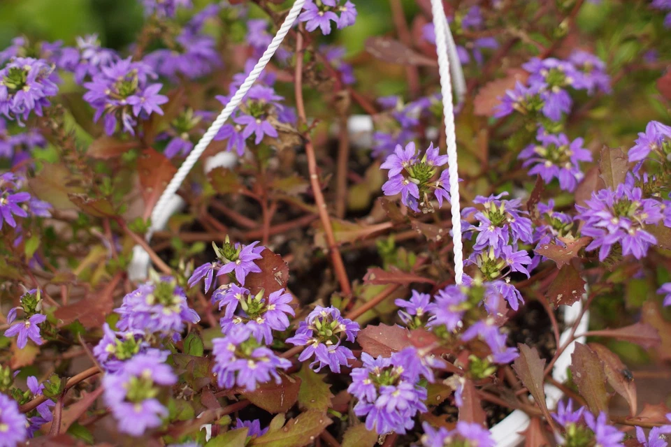 Canon FD 50mm F:1.4 S.S.C. f/ Sony Nikon Canon Pentax Fujifilm Leica probado 9+ Foto 2 de 4