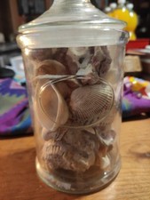 NUMEROSO LOTTO MISTO CONCHIGLIE  Mg