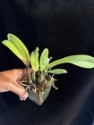DO  Select - (Slc. Velvet Rubies x Circle of Life), mini-Cattleya, Orchid, RED! — photo 4