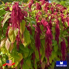 Fresh!! Amaranth Seeds Non-GMO Heirloom Garden