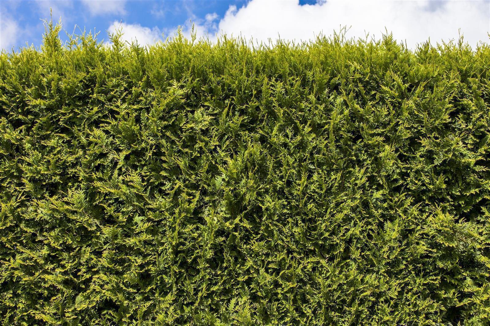 Thuja Smaragd Lebensbaum 120140cm Sichtschutz immergrün winterhart eBay