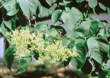 Japanese Tree Lilac (Syringa reticulata), 25 seeds