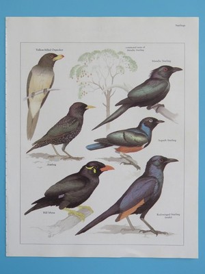 Orig. 1984 Color Bird Print Metallic, Superb, Red-winged Starling/Oxpecker/Myna+