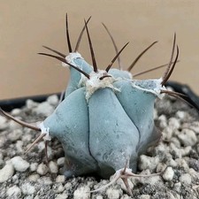 Echinocactus ingens (Platyacanthus) MEX POT 6 CM On its own root RARE!!!