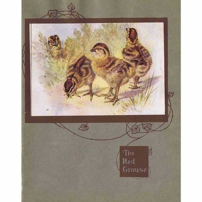 VOGEL Rotes Auerhuhn von William Foster - antiker Spitzenlithographie Druck um 1910