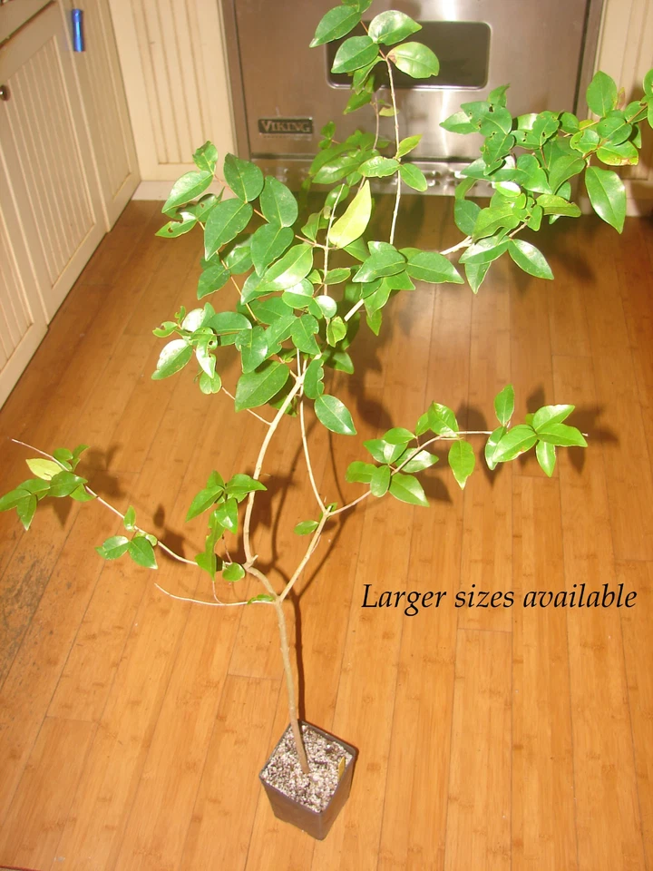 ~BLACK STAR~ cv Surinam Cherry Fruit Tree Eugenia uniflora Live potd 2-3ft Plant - Image 2 of 4