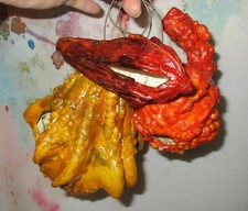 BUMPY GOURDS ORNAMENTS OOAK decoration Small Bird Houses dyed stained tri color
