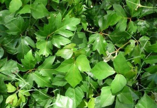 CISSUS ANTARTICA - KANGAROO VINE – AUST RAINFOREST CLIMBER - Picture 1 of 3