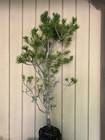 Huge 30”T Japanese Black Pine Tree Pre-Bonsai•Mottled•Fissured Bark•Landscape+🌲 — photo 2