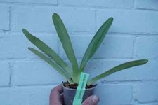 Paphiopedilum philippinense 6107 x 6105 orchid plant , not in bloom 9cm pot