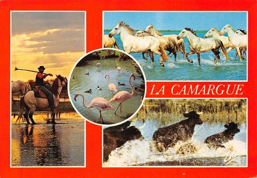 En CAMARGUE avec les Gardians - multi-vues