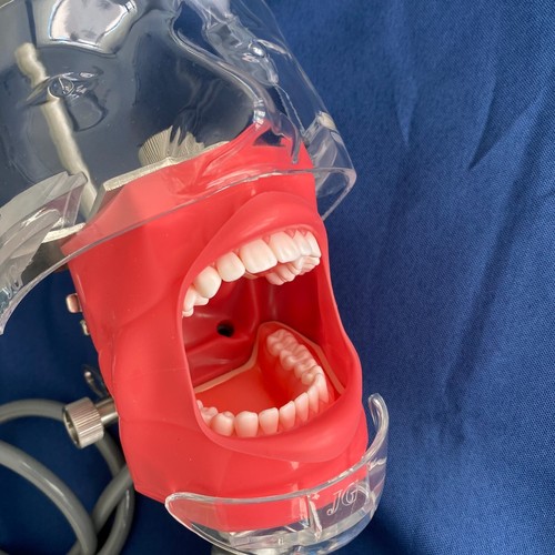 Dental Manual Manikin Simulator Phantom Head Model Training Model for Desk Table - Picture 9 of 15
